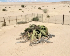 1,500 year old Welwitschia Plant