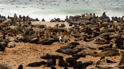 Cape Cross Seal Colony Skeleton Coast, NW Namibia