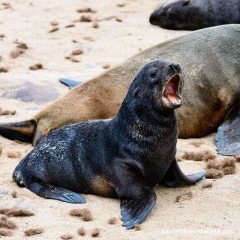 Cape Cross Seal Colony Skeleton Coast, NW Namibia
