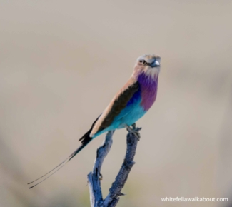 Lilac-breasted Roller, Etosha NP