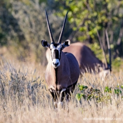 Oryx, Etosha NP