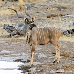 Kudu at Halali, Etosha NP