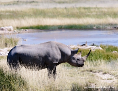 Rhino, Etosha NP