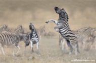 Zebra fighting, Etosha NP