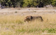 Lion, Rietfontein, Etosha NP