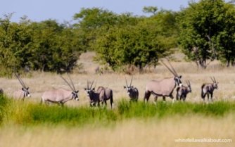 Oryx, Rietfontein, Etosha NP