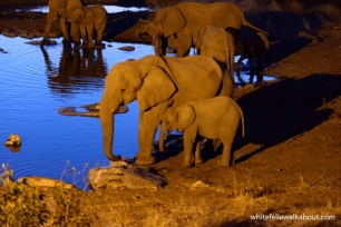 Elephant, Halali, Etosha NP