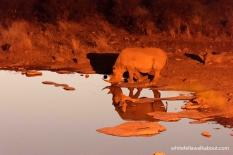 Rhino at Halali Waterhole, Etosha NP