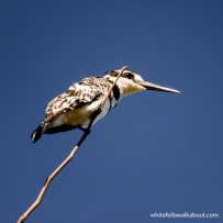 Pied Kingfisher, Nunda River Lodge, Caprivi Strip, Namibia