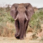 Elephant, Mahango NP, Caprivi Stripi, Namibia