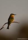 Little Bee-eater Malyo Wilderness Camp, Kwando River, Caprivi Strip, Namibia