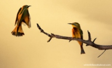 Little Bee-eaters Malyo Wilderness Camp, Kwando River, Caprivi Strip, Namibia